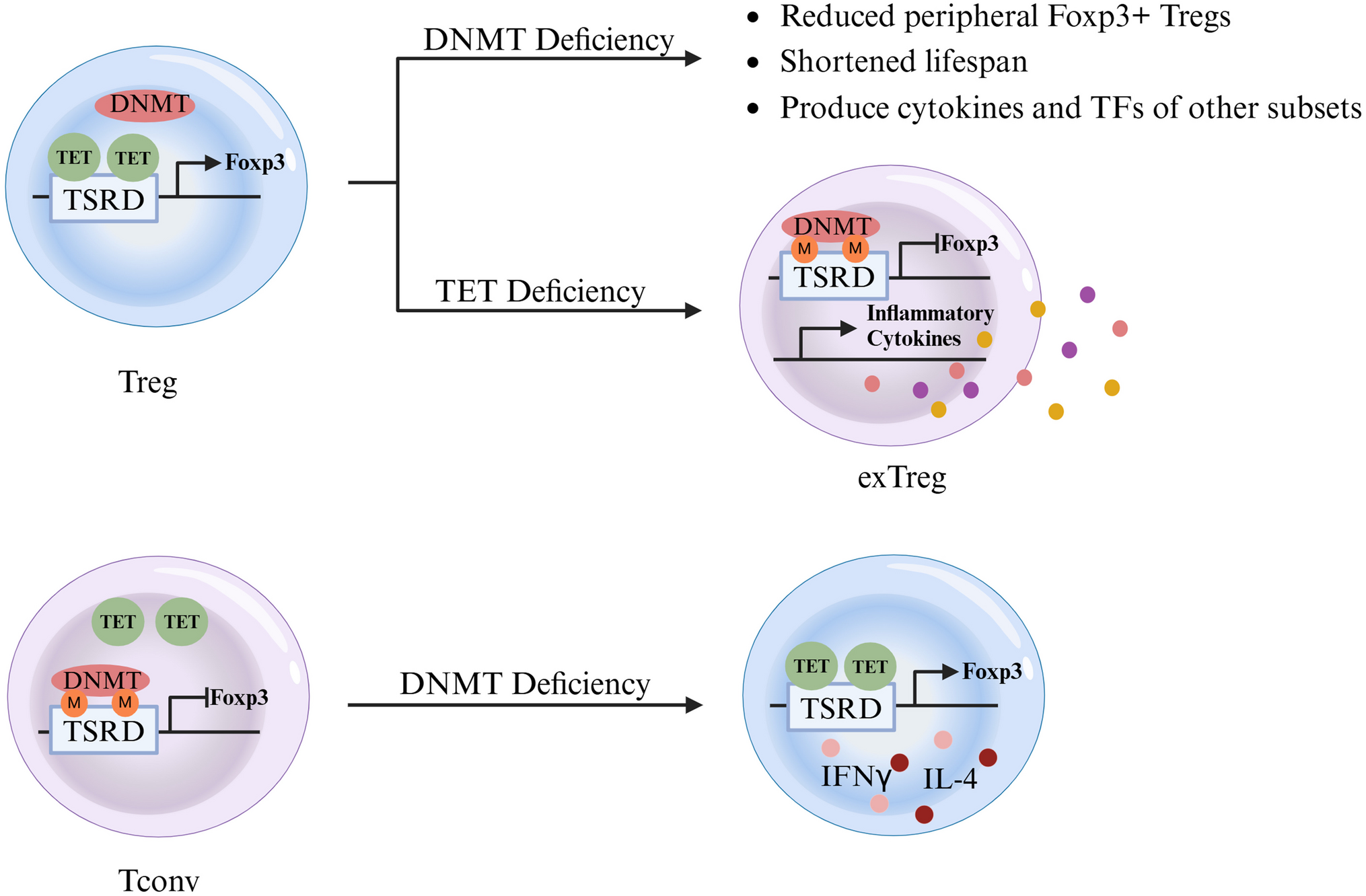 Methylation of T and B Lymphocytes in Autoimmune Rheumatic Diseases