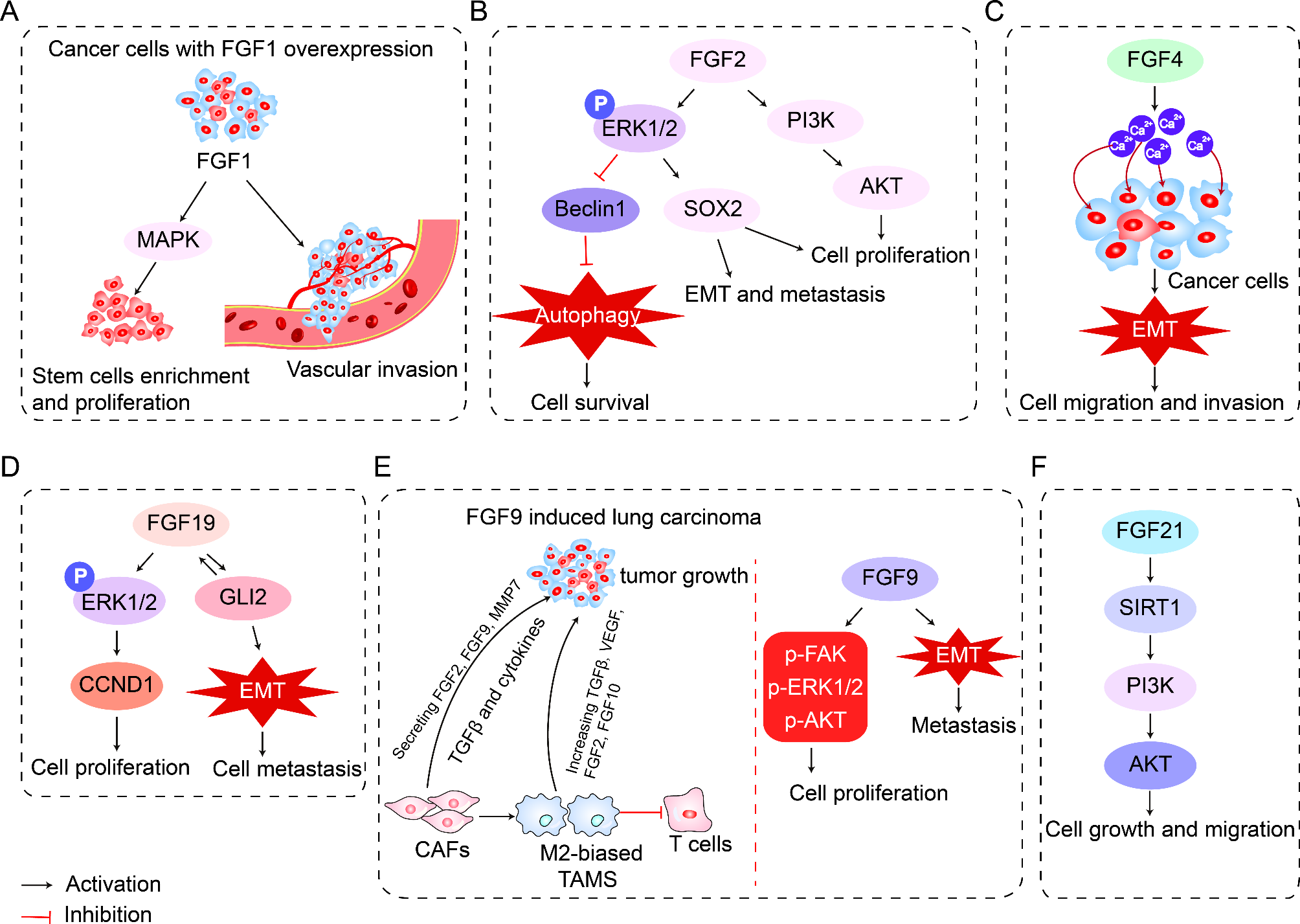 Clinical advances and challenges in targeting FGF/FGFR signaling in lung cancer