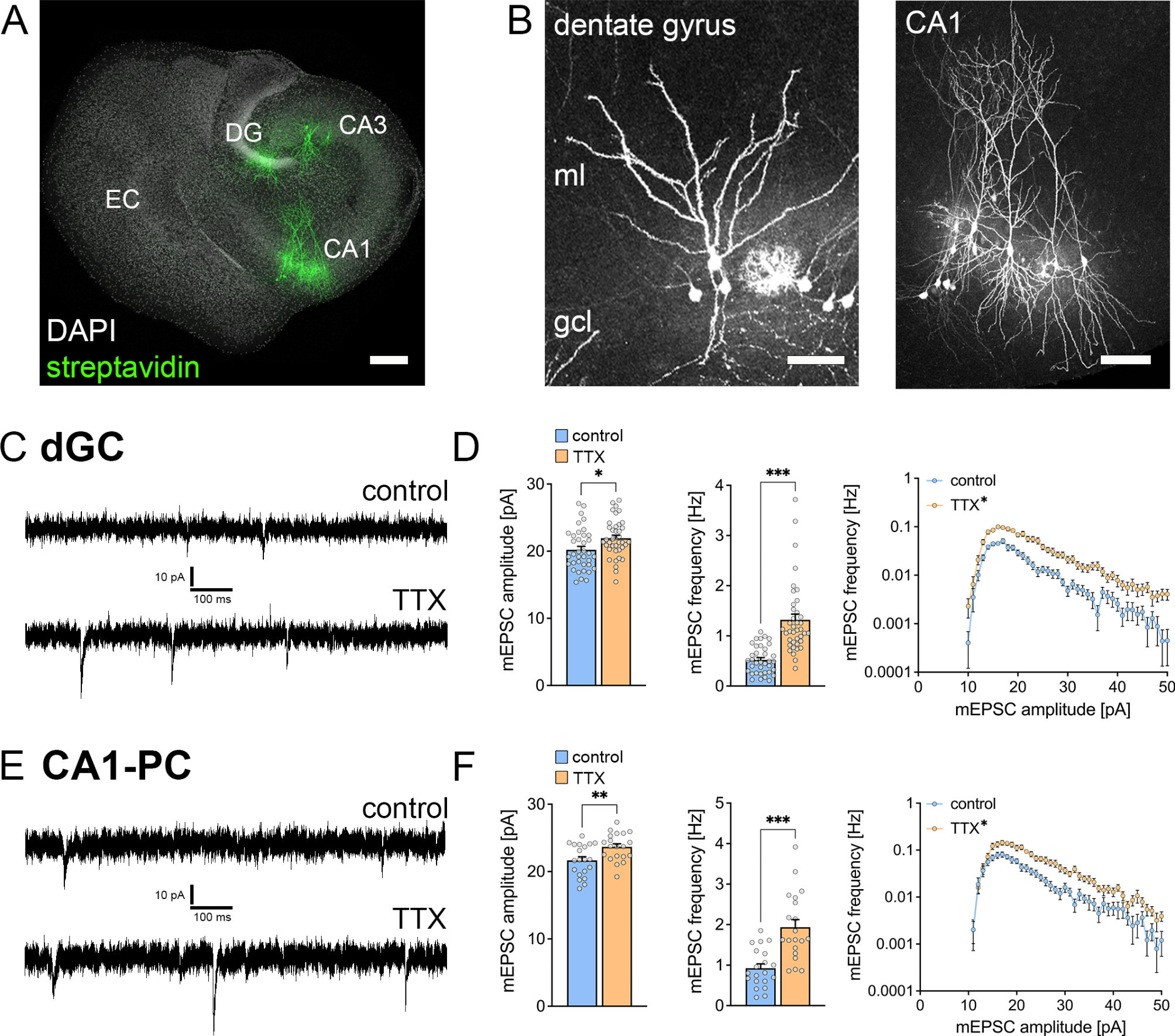 Transcriptomic and de novo proteomic analyses of organotypic entorhino-hippocampal tissue cultures reveal changes in metabolic and signaling regulators in TTX-induced synaptic plasticity