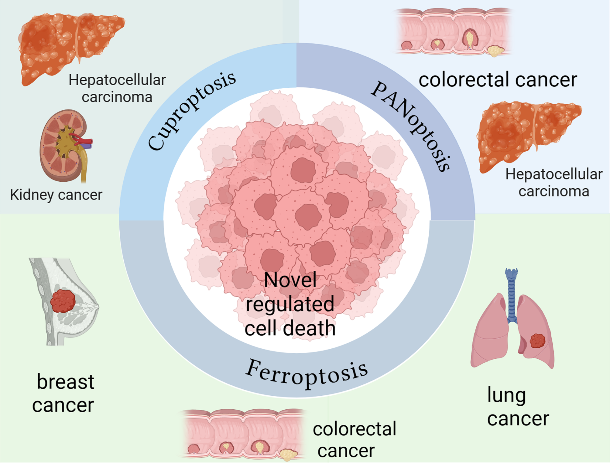 Cuproptosis, ferroptosis and PANoptosis in tumor immune microenvironment remodeling and immunotherapy: culprits or new hope