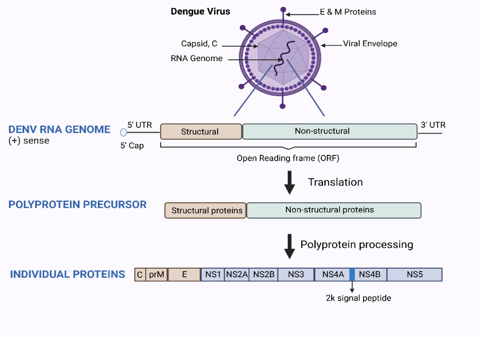 Exploring plant-based dengue therapeutics: from laboratory to clinic