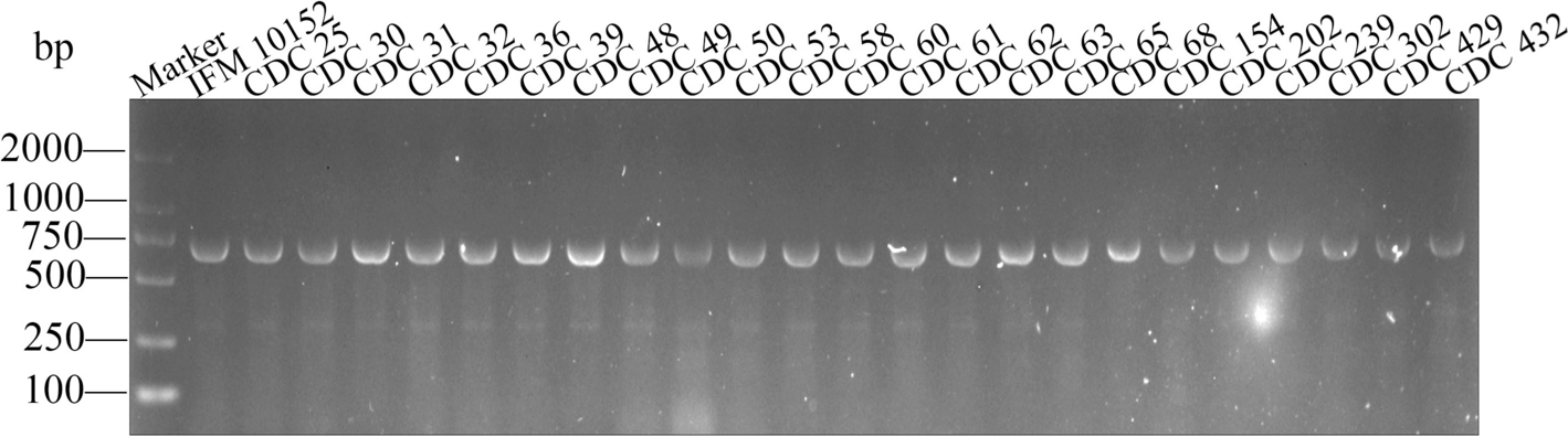 Secreted protein NFA47630 from Nocardia farcinica IFM10152 induces immunoprotective effects in mice