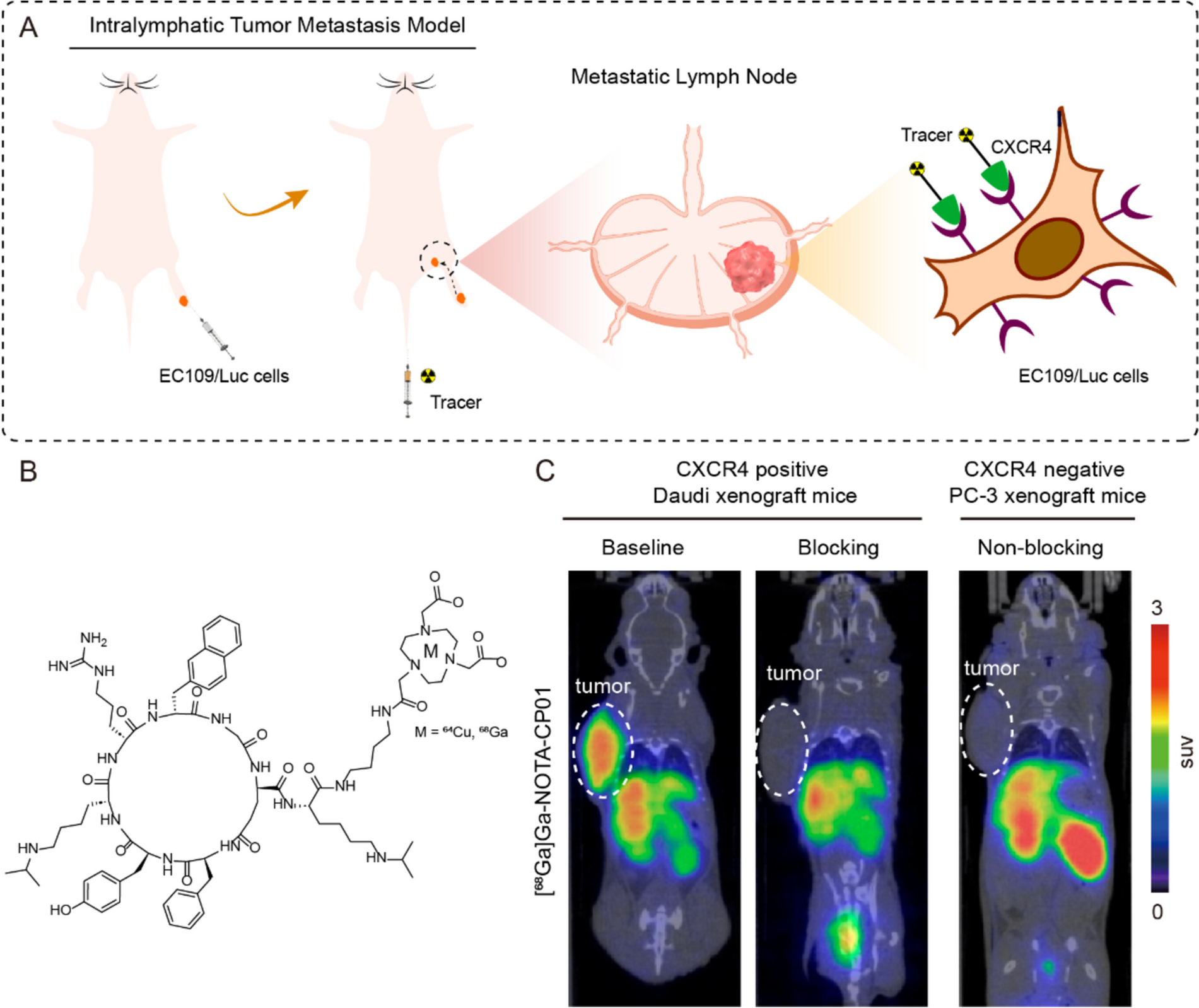 In Vivo Detection of Lymph Nodes Metastasis of ESCC Using CXCR4-Targeted Tracer [64Cu]Cu-NOTA-CP01