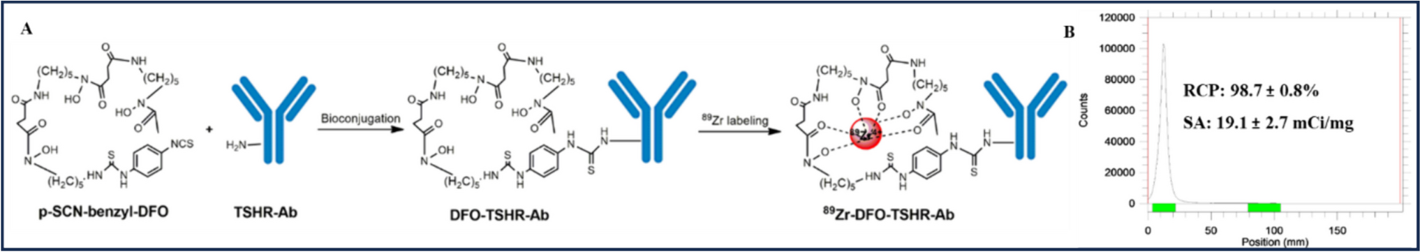 Zirconium- 89 Labeled Antibody K1-70 for PET Imaging of Thyroid-stimulating Hormone Receptor Expression in Thyroid Cancer