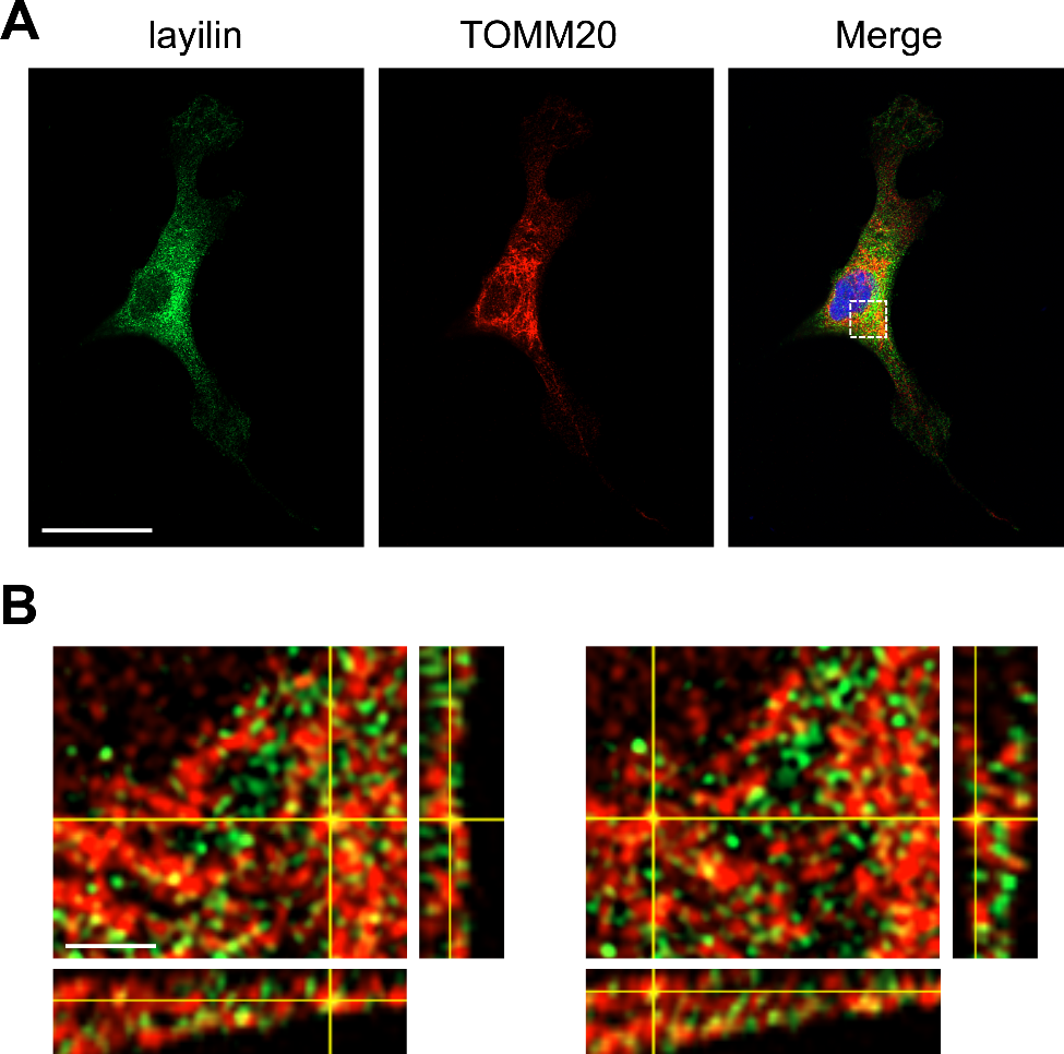 Role of layilin in regulating mitochondria-mediated apoptosis: a study on B cell lymphoma (BCL)-2 family proteins