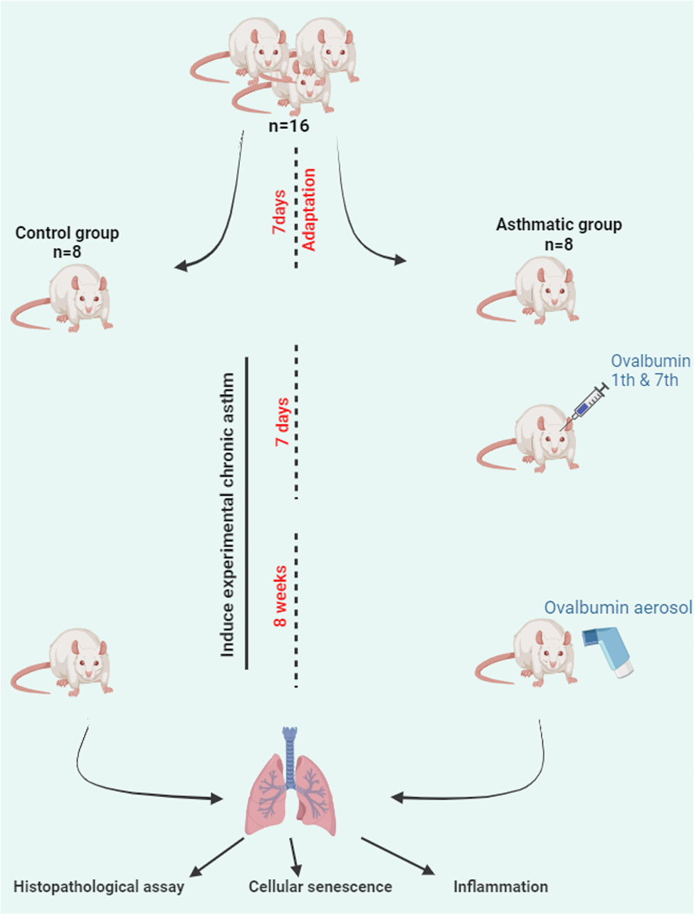 Induction of chronic asthma up regulated the transcription of senile factors in male rats