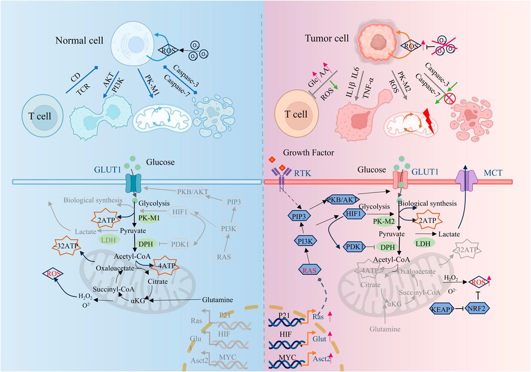 Integrated analysis of abnormal metabolic homeostasis for decoding tumor microenvironment