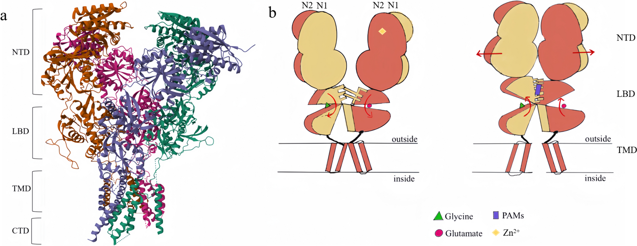 Research Progress on NMDA Receptor Enhancement Drugs for the Treatment of Depressive Disorder