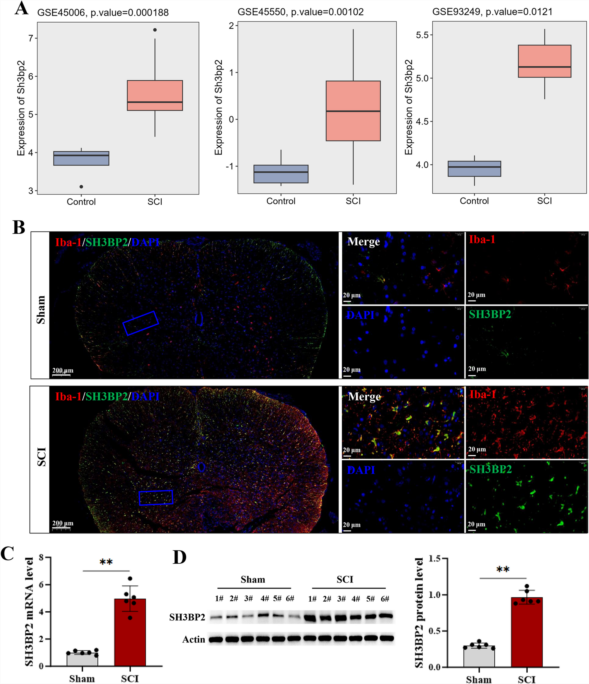 Silencing of SH3BP2 Inhibits Microglia Activation Via the JAK/STAT Signaling in Spinal Cord Injury Models