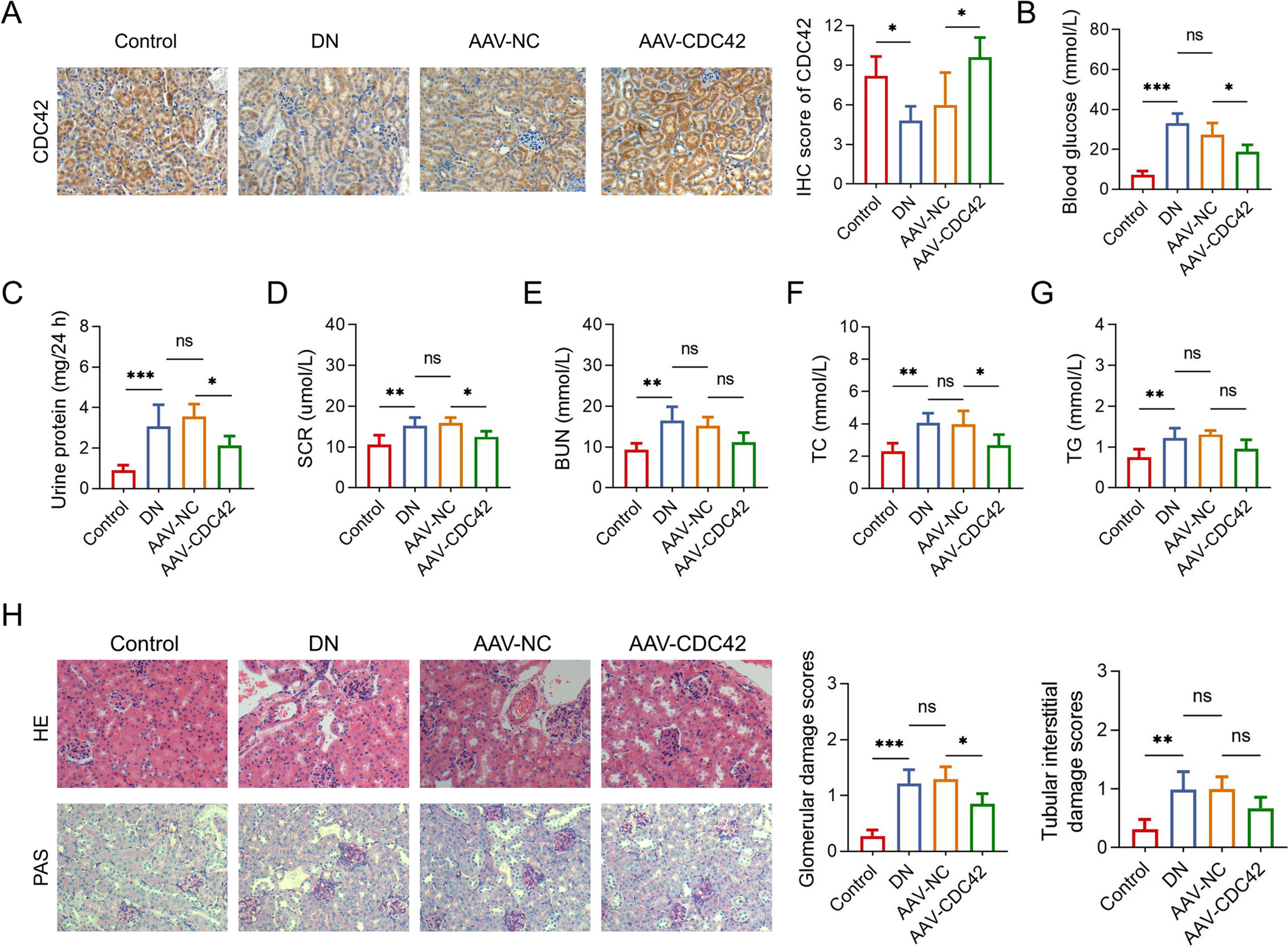 Cell Division Cycle 42 Improves Renal Functions, Fibrosis, Th1/Th17 Infiltration and Inflammation to Some Degree in Diabetic Nephropathy