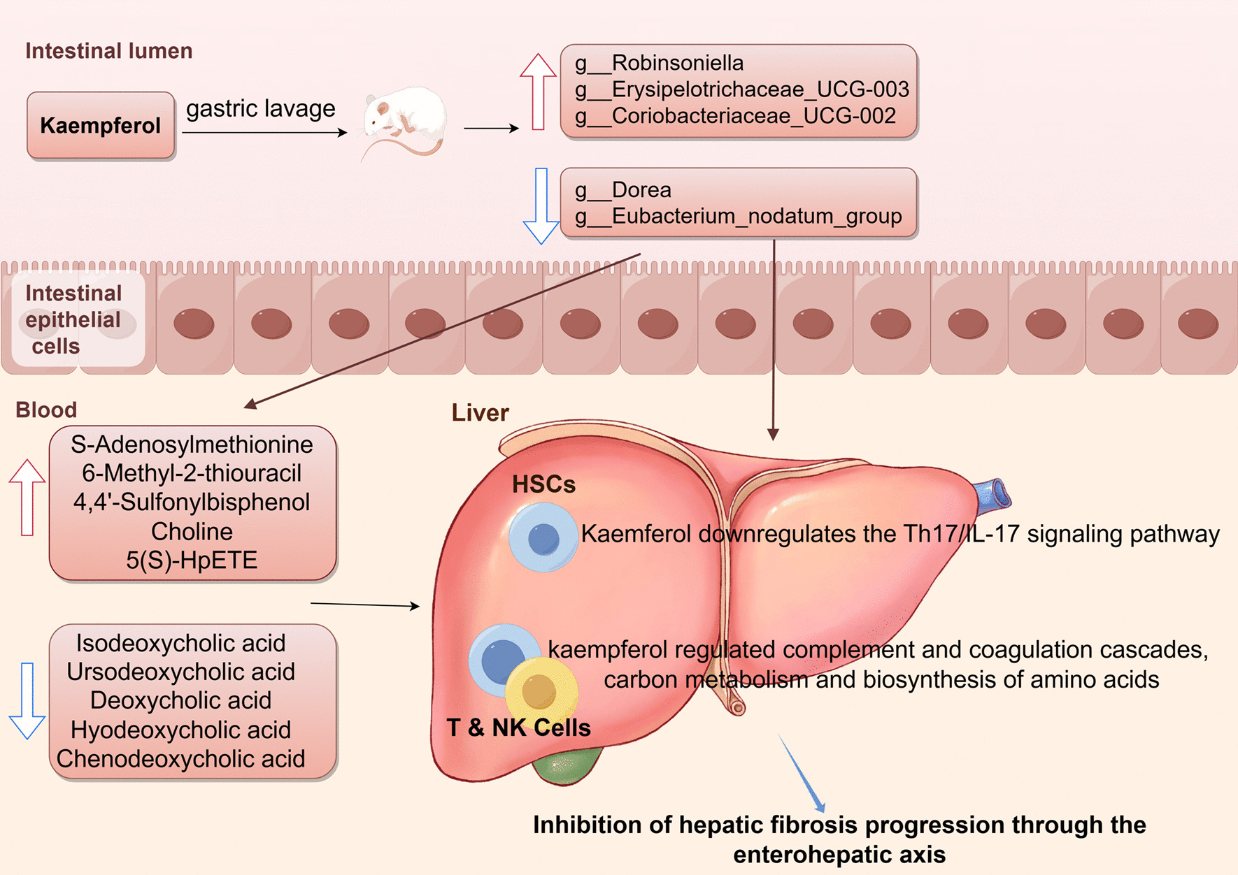 Kaempferol Remodels Liver Monocyte Populations and Treats Hepatic Fibrosis in Mice by Modulating Intestinal Flora and Metabolic Reprogramming