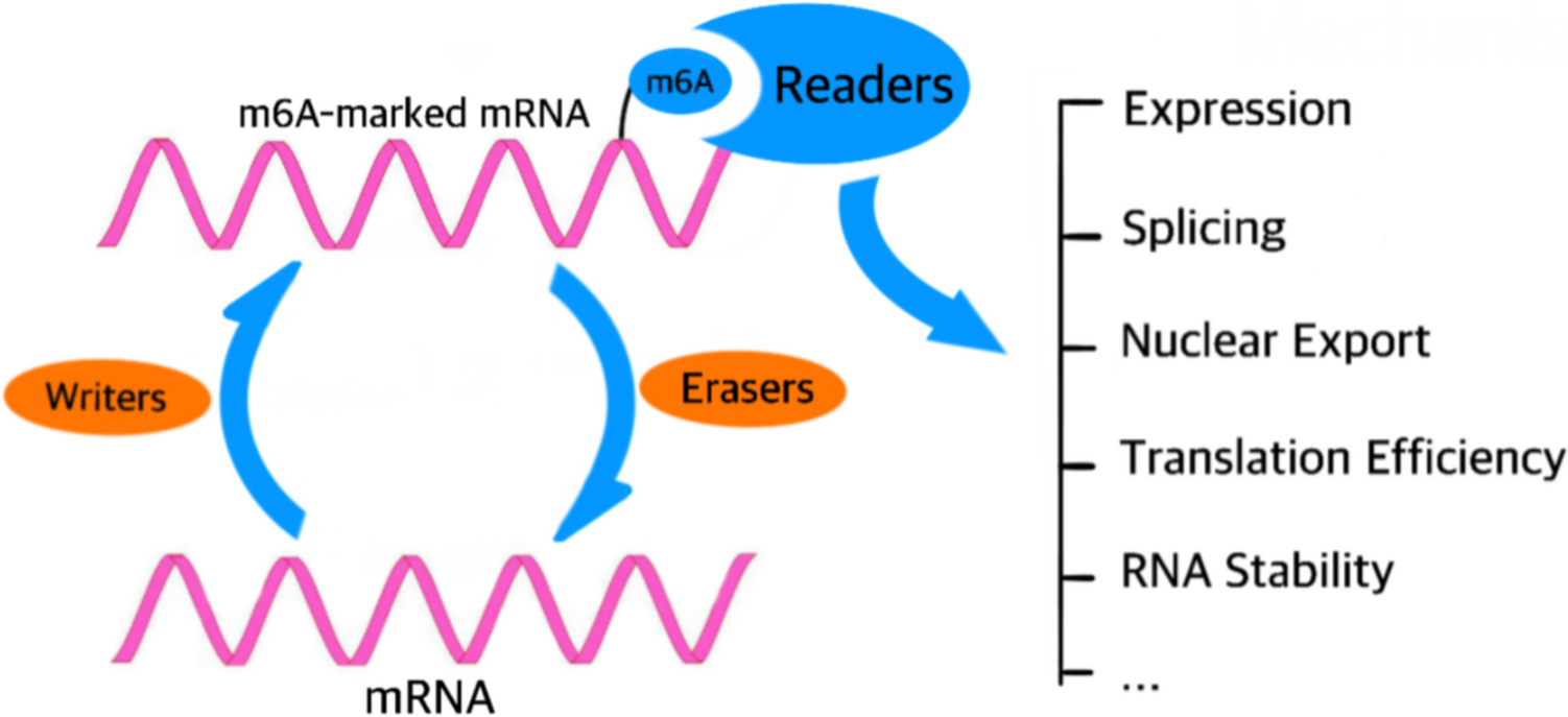 Mechanism of N6-Methyladenosine Modification in the Pathogenesis of Depression