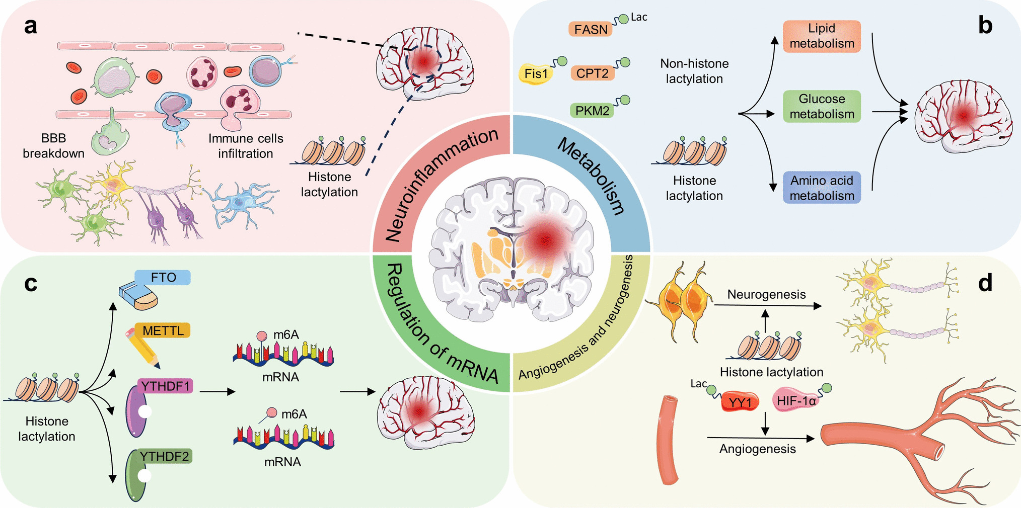 Lactylation and Ischemic Stroke: Research Progress and Potential Relationship