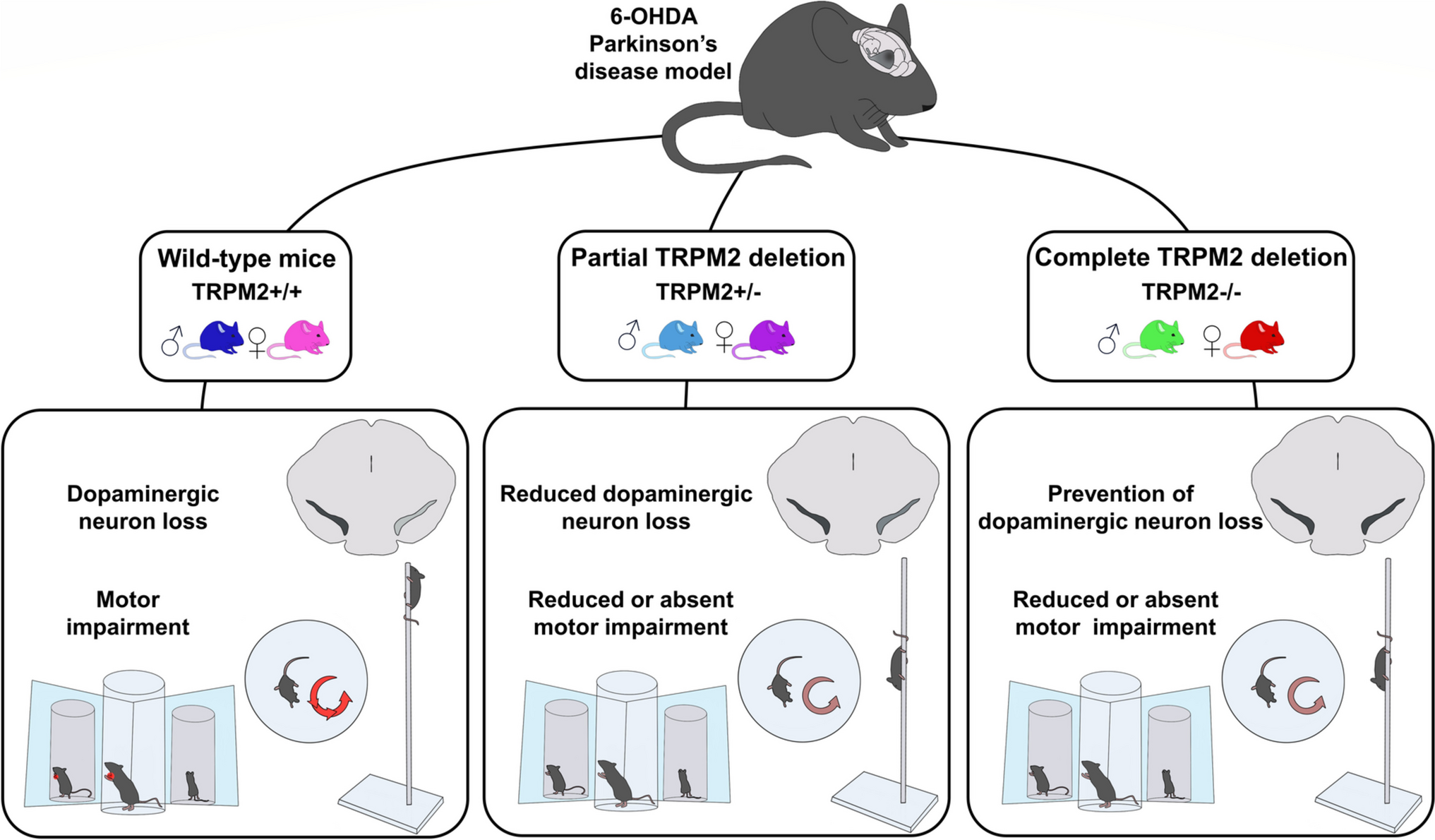 Deletion of the Transient Receptor Potential Melastatin 2 Gene Mitigates the 6-Hydroxydopamine-Induced Parkinson’s Disease–Like Pathology