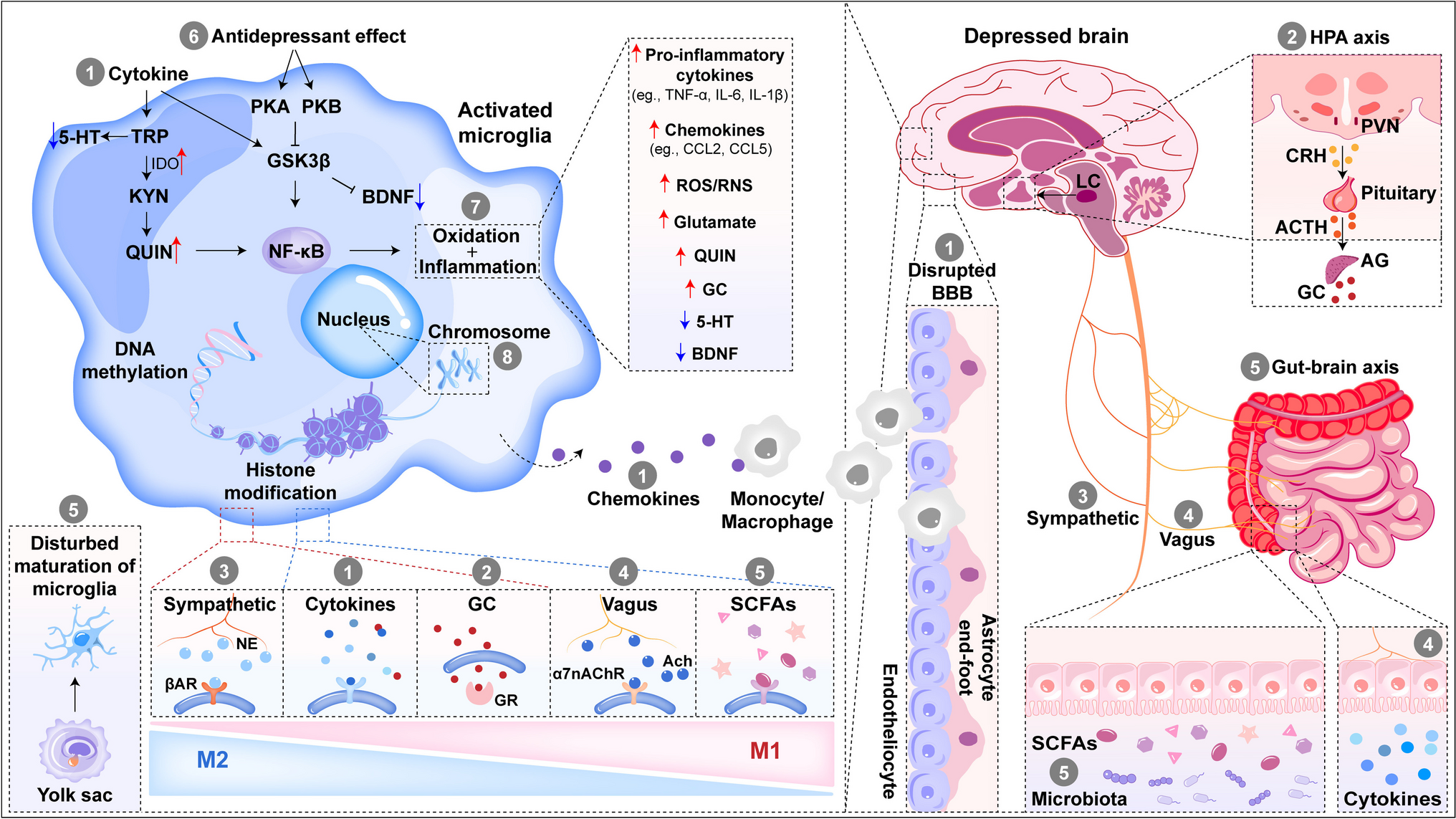 Microglia Sing the Prelude of Neuroinflammation-Associated Depression