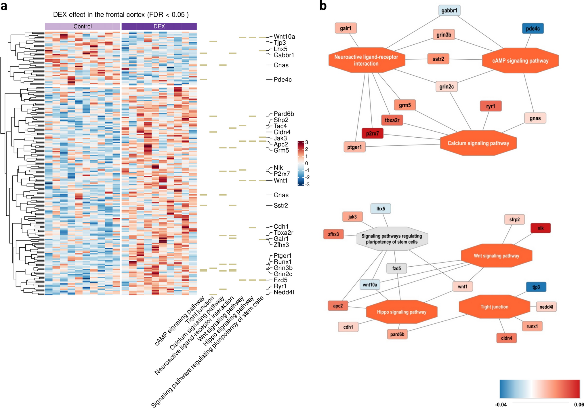 Integrated Profiling Identifies Long-Term Molecular Consequences of Prenatal Dexamethasone Treatment in the Rat Brain—Potential Triggers of Depressive Phenotype and Cognitive Impairment