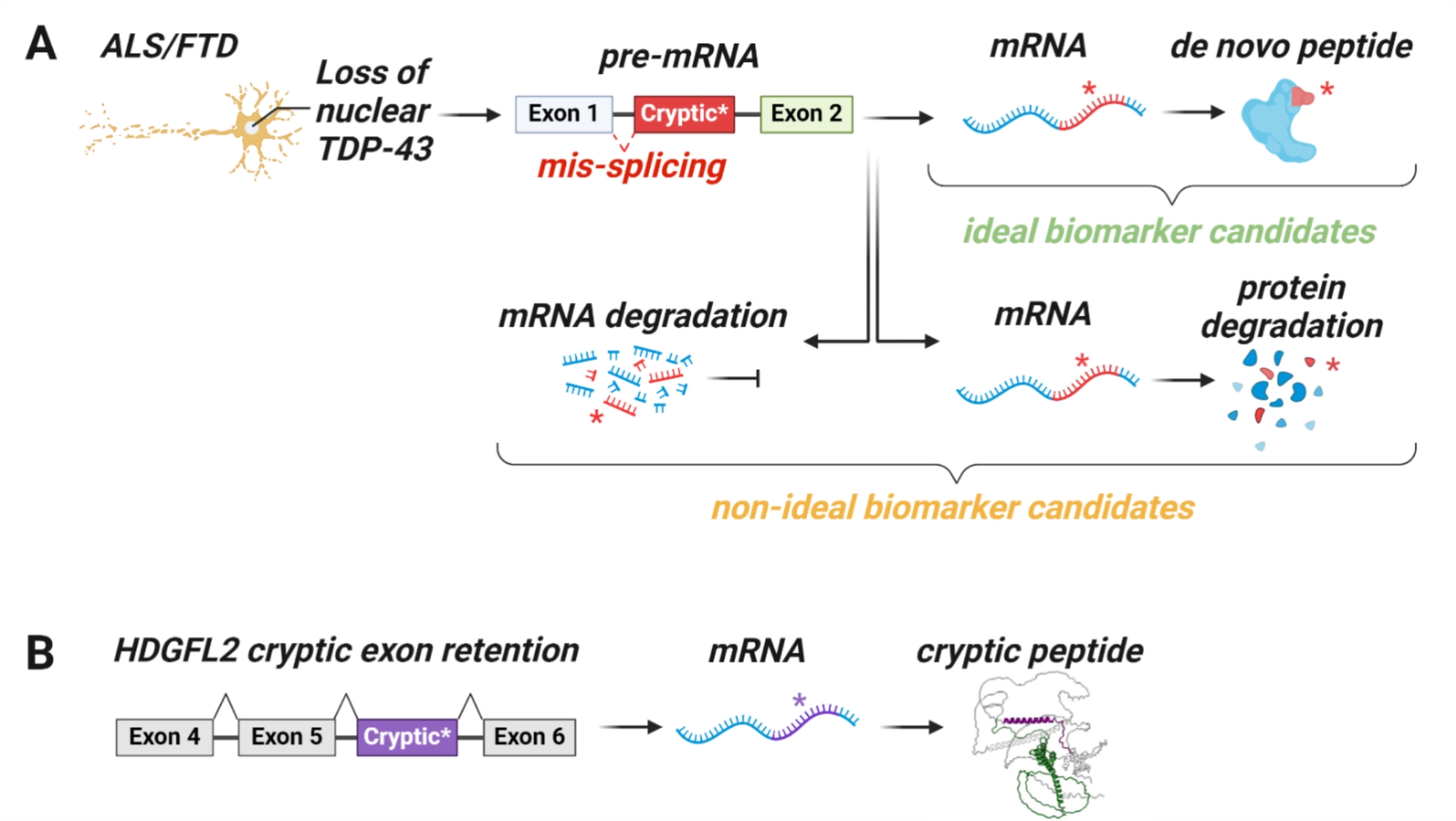 HDGFL2 cryptic protein: a portal to detection and diagnosis in neurodegenerative disease