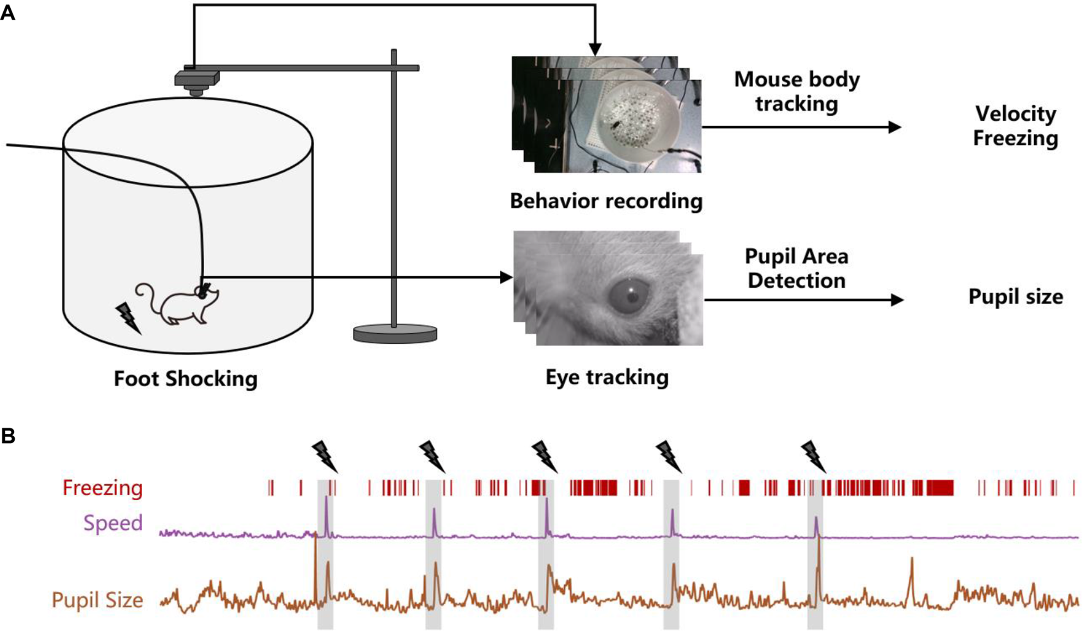 Pupil dilation and behavior as complementary measures of fear response in Mice