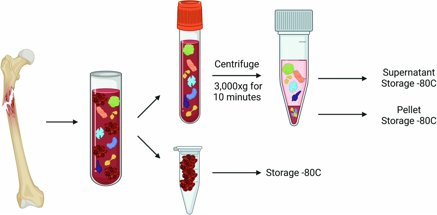 Mass Spectrometry Characterization of the Human Ankle and Hindfoot Fracture Microenvironment in Young and Aged Subjects