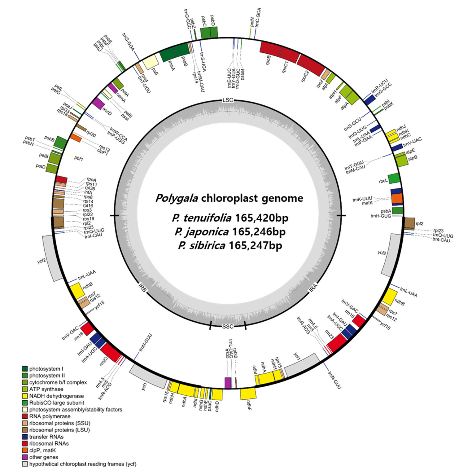 Complete chloroplast genomes of three Polygala species and indel marker development for identification of authentic polygalae radix (Polygala tenuifolia)