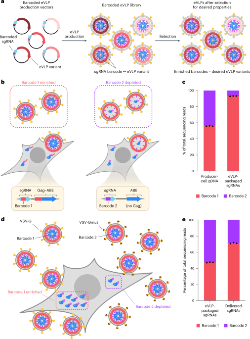 Directed evolution of engineered virus-like particles with improved production and transduction efficiencies