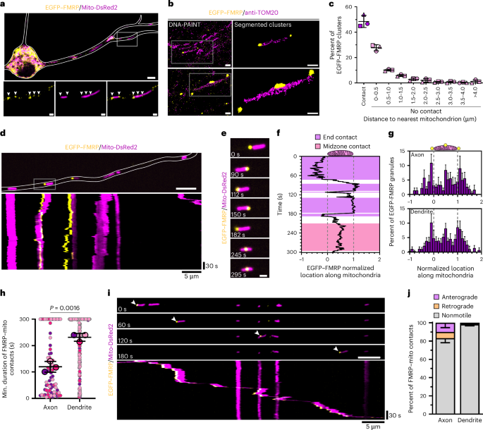 FMRP regulates MFF translation to locally direct mitochondrial fission in neurons