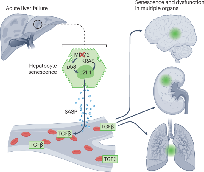 A systemic effect for liver senescence