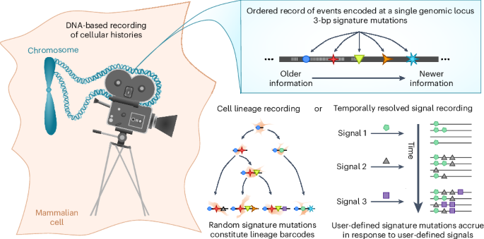 Open-ended molecular recording of sequential cellular events into DNA