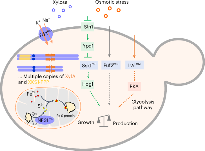 Engineering a xylose fermenting yeast for lignocellulosic ethanol production