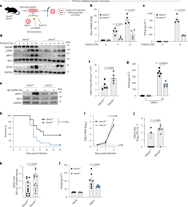 UBXN9 governs GLUT4-mediated spatial confinement of RIG-I-like receptors and signaling