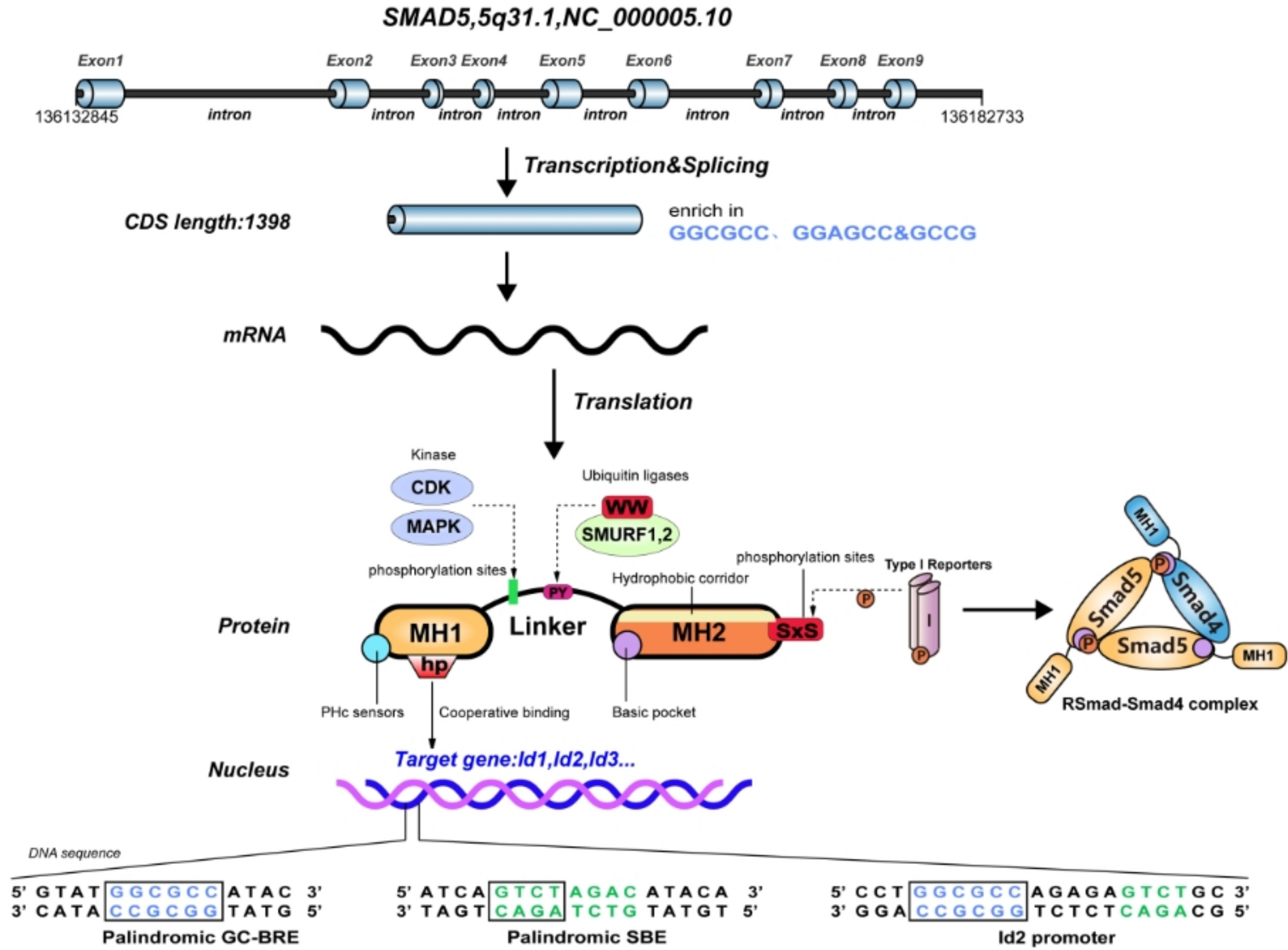 Exploring Smad5: a review to pave the way for a deeper understanding of the pathobiology of common respiratory diseases