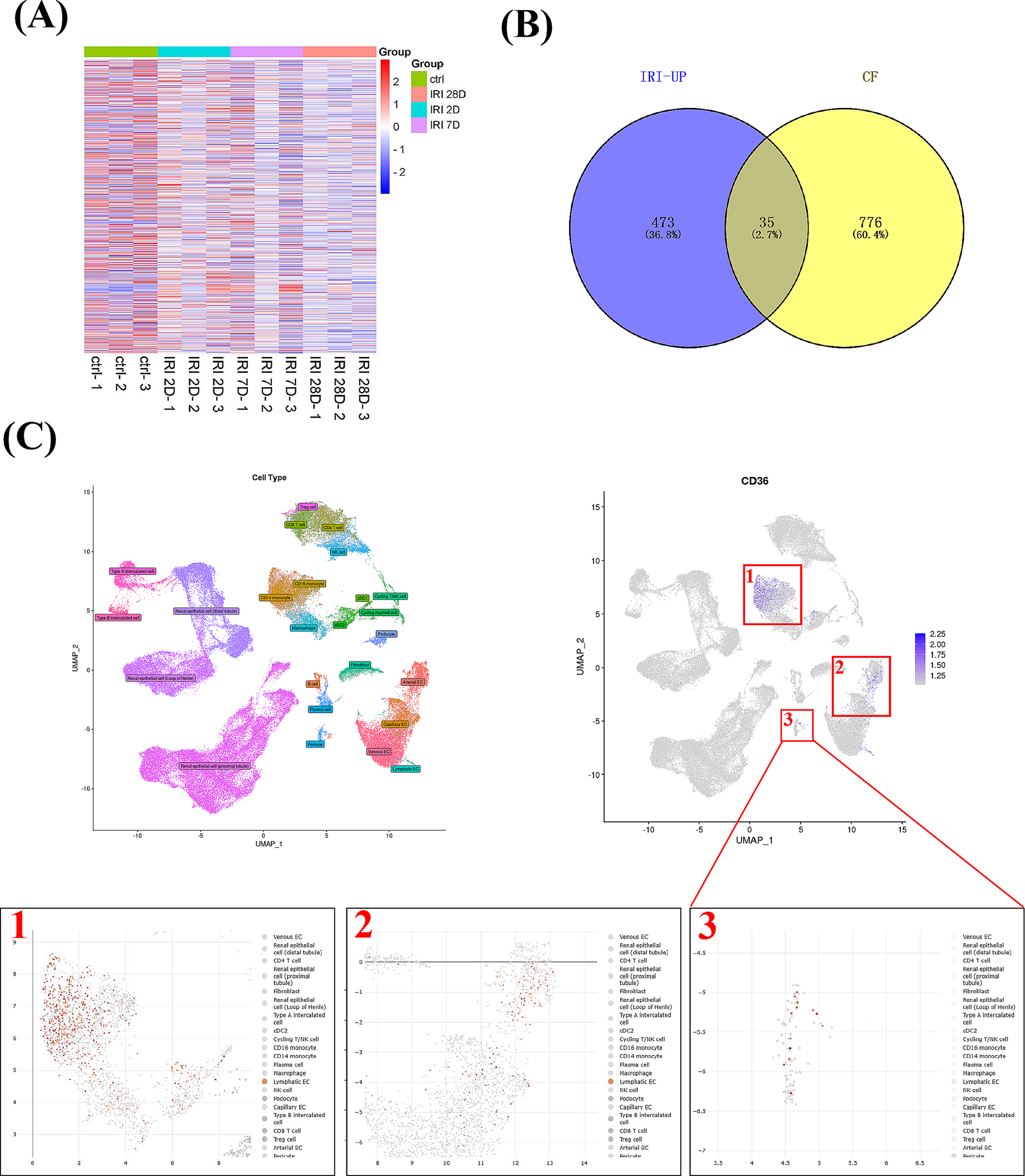 FUT8 upregulates CD36 and its core fucosylation to accelerate pericyte-myofibroblast transition through the mitochondrial-dependent apoptosis pathway during AKI-CKD