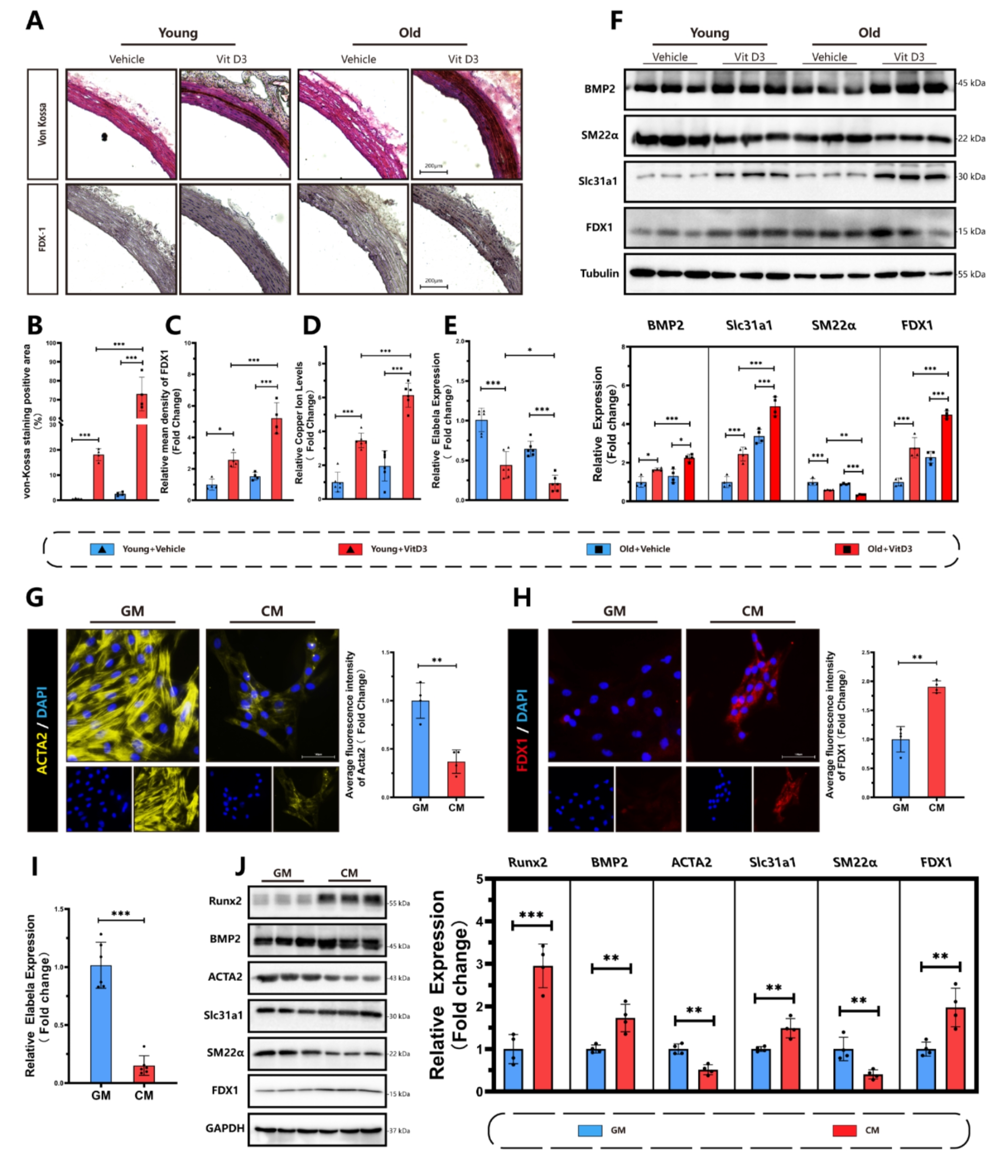 Elabela alleviates cuproptosis and vascular calcification in vitaminD3- overloaded mice via regulation of the PPAR-γ /FDX1 signaling