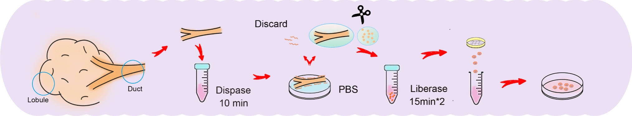 Identification and culture of functional salivary gland ductal epithelial cells