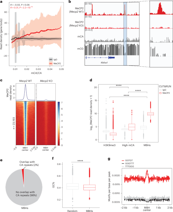 Interaction of methyl-CpG-binding protein 2 (MeCP2) with distinct enhancers in the mouse cortex