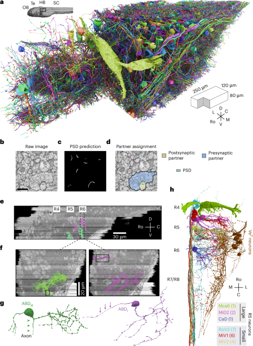 Predicting modular functions and neural coding of behavior from a synaptic wiring diagram