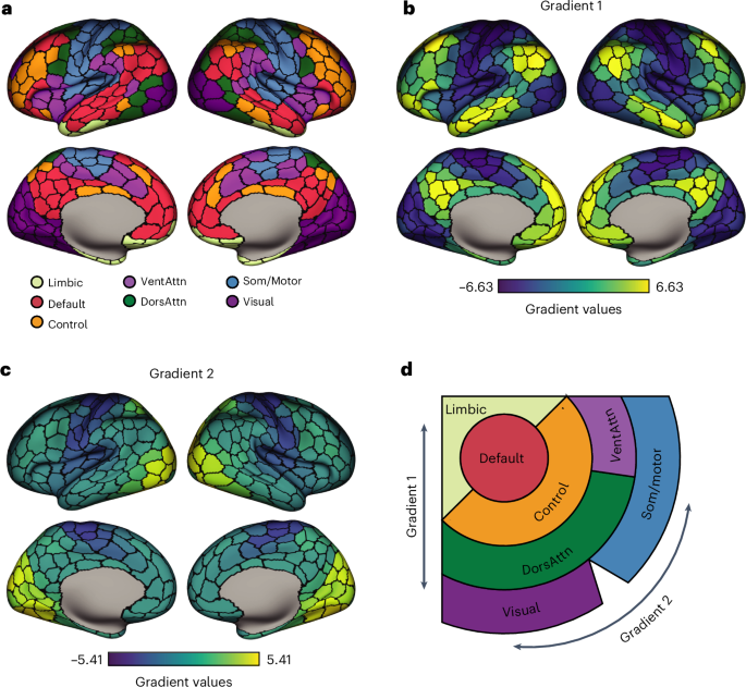 The cell-type underpinnings of the human functional cortical connectome