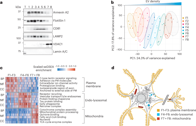 Tau filaments are tethered within brain extracellular vesicles in Alzheimer’s disease