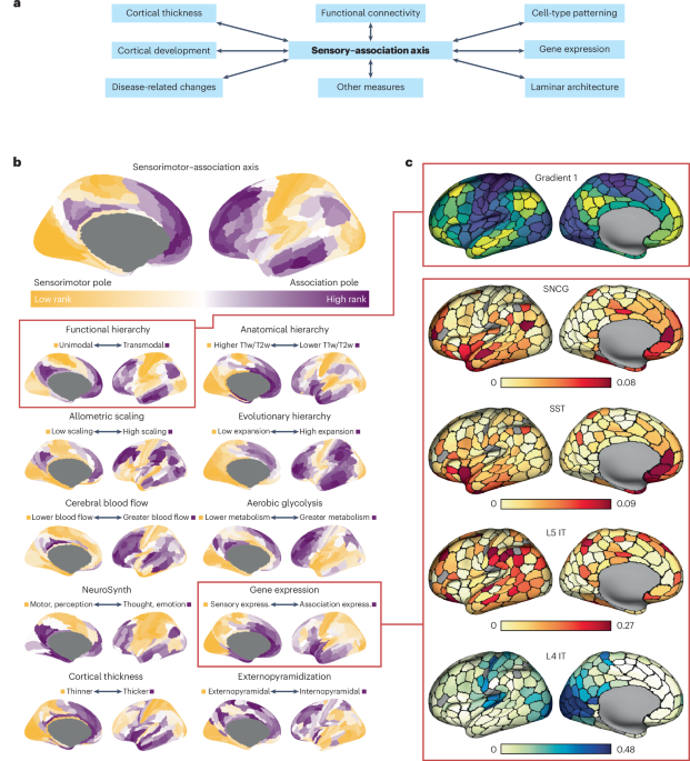 Converging cortical axes