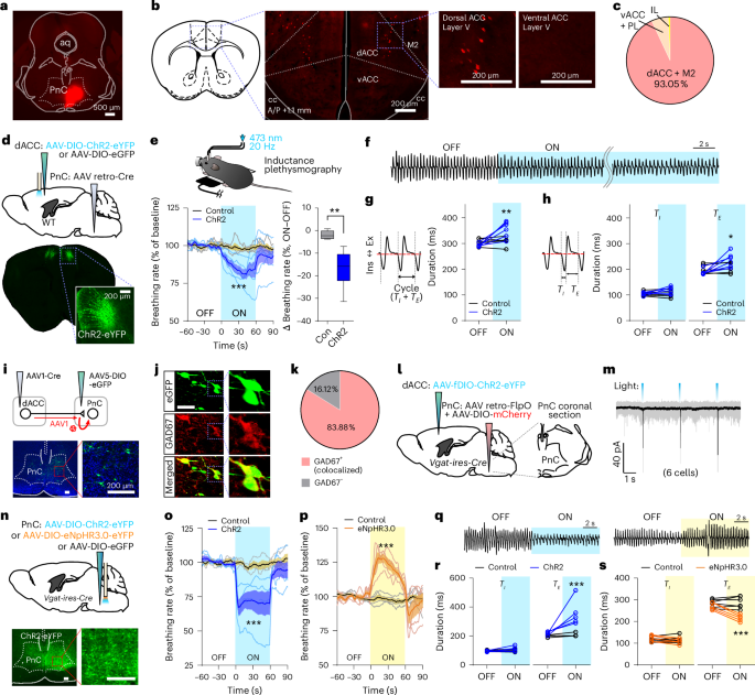 A top-down slow breathing circuit that alleviates negative affect in mice