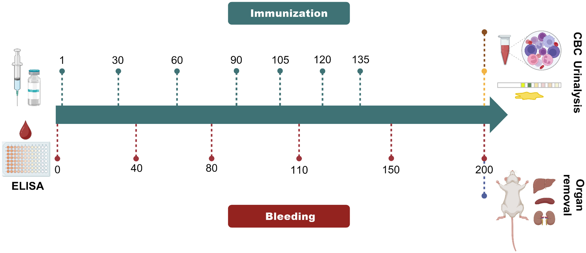 In vivo Immunogenicity and Antigenicity of MAP-8 Peptides Derived from the Structural and Non-Structural Proteins of Canine Parvovirus Type 2