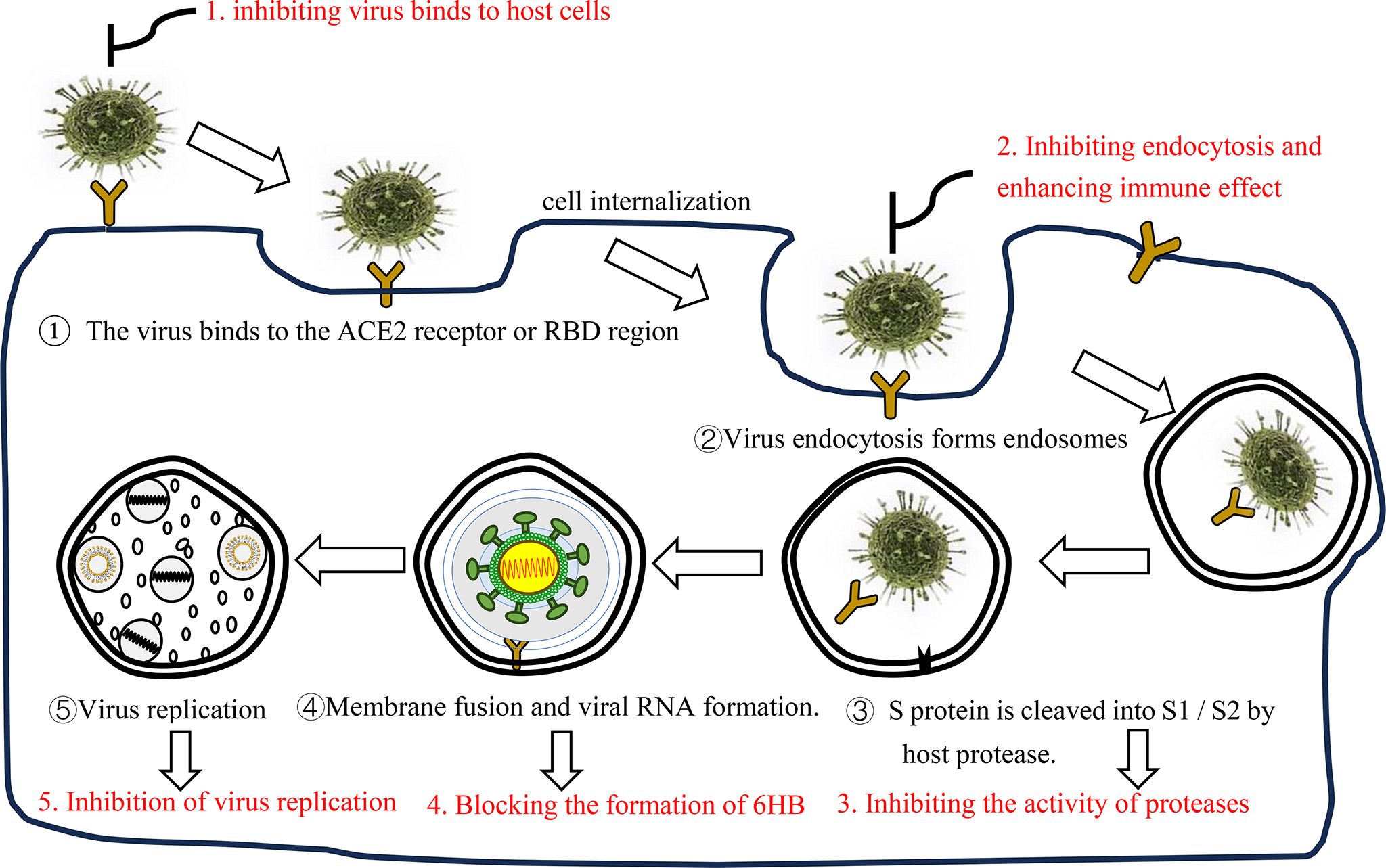 Utilization of Antiviral Peptides in Treating Coronavirus Infection: An Overview