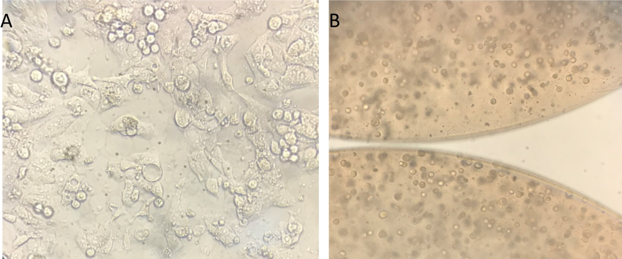 Low Molecular Weight Peptides Derived from Iranian Scorpion (Odontobuthus bidentatus) Venom Induces Apoptosis in the Hepatocellular Carcinoma Cell Line (HepG2) in 3D Cell Culture