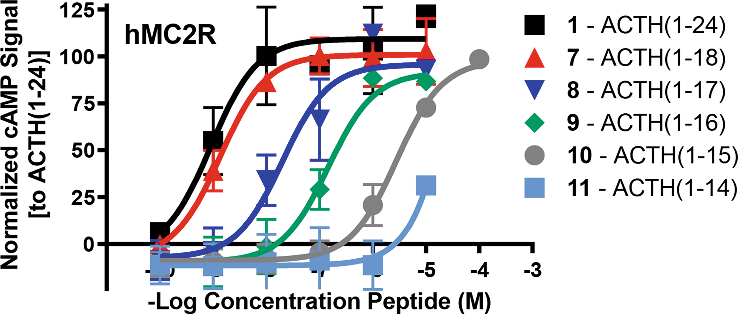 Synthesis and Pharmacological Characterization of Adrenocorticotropic Hormone (ACTH 1–24) and C-Terminal Truncated Analogues Identifies the Minimal ACTH N-Terminal Fragment Required for Melanocorton-2 Receptor Activation