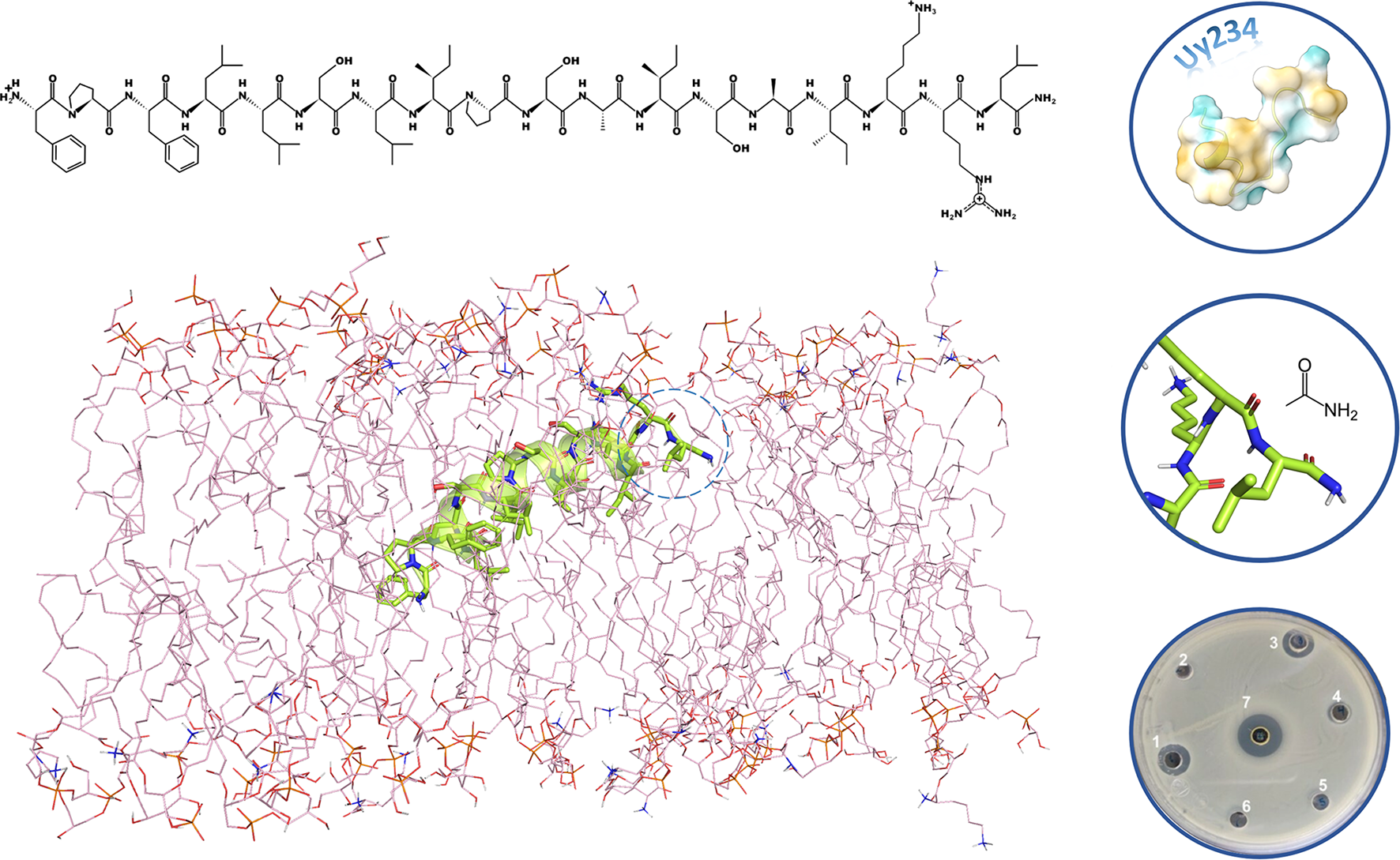 Conformational Flexibility and Net Charge are Key Determinants for the Antimicrobial Activity of Peptide Uy234 Against Multidrug-resistant Bacteria