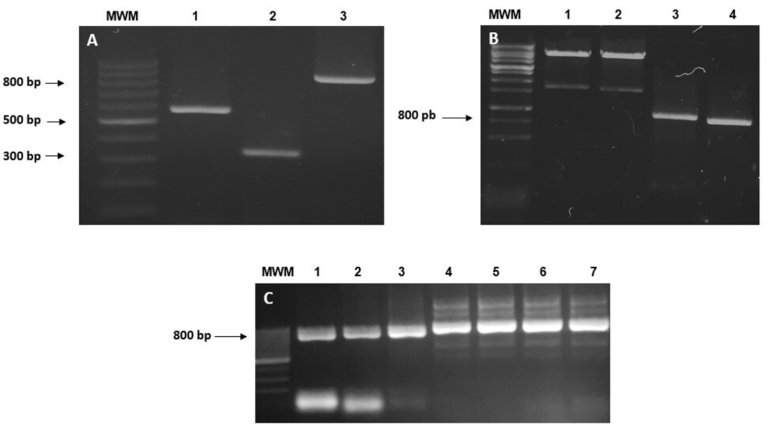 Heterologous Production of Bacteriocin EMM1 from Pseudomonas Protegens and its Antimicrobial Activity against Multidrug-resistant Clinical Isolates