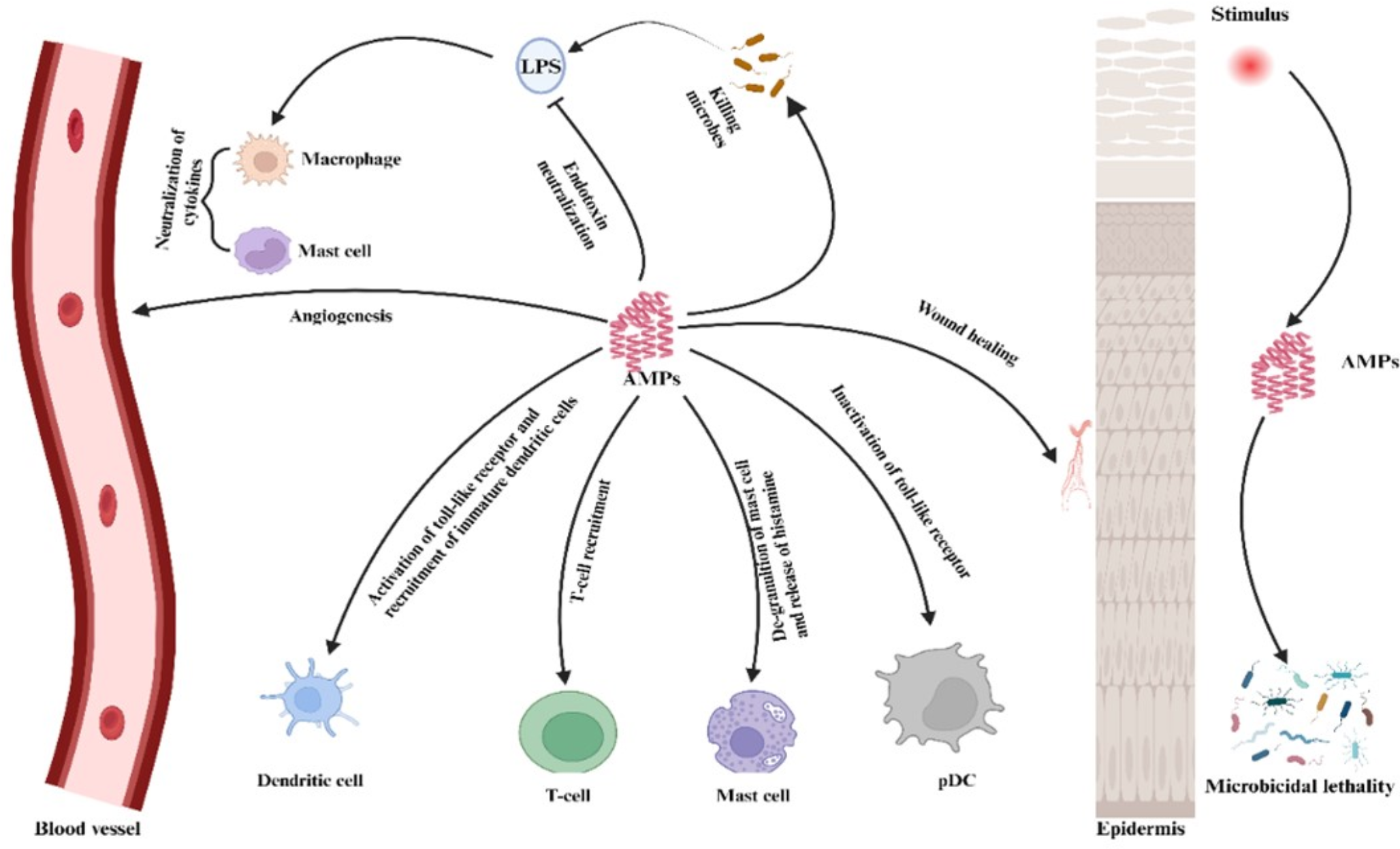 Host Defense Peptides: Exploiting an Innate Immune Component Against Infectious Diseases and Cancer