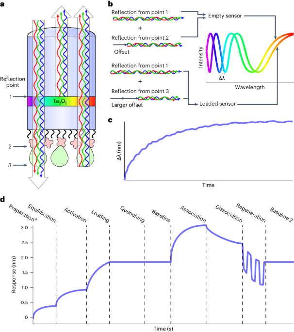 Biolayer interferometry for measuring the kinetics of protein–protein interactions and nanobody binding