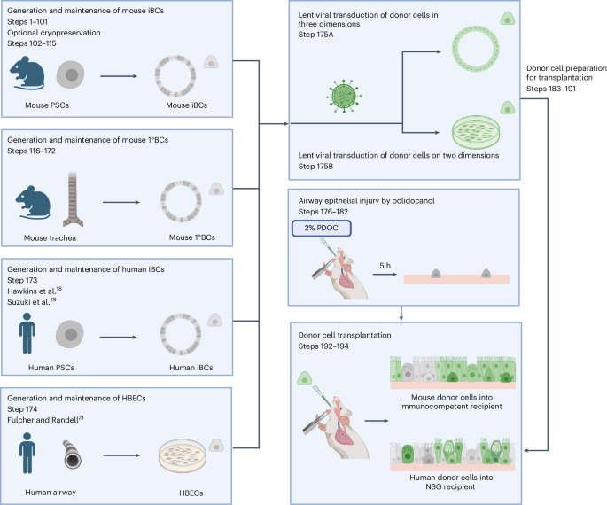 Life-long functional regeneration of in vivo airway epithelium by the engraftment of airway basal stem cells