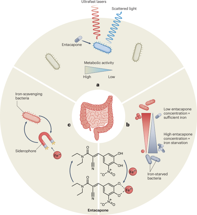 Parkinson’s drug starves gut microbes of iron